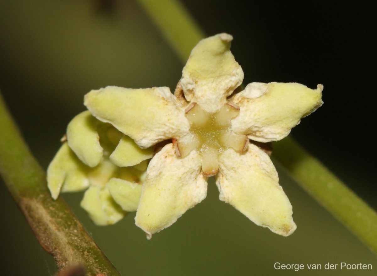 Zanonia indica subsp. indica L.